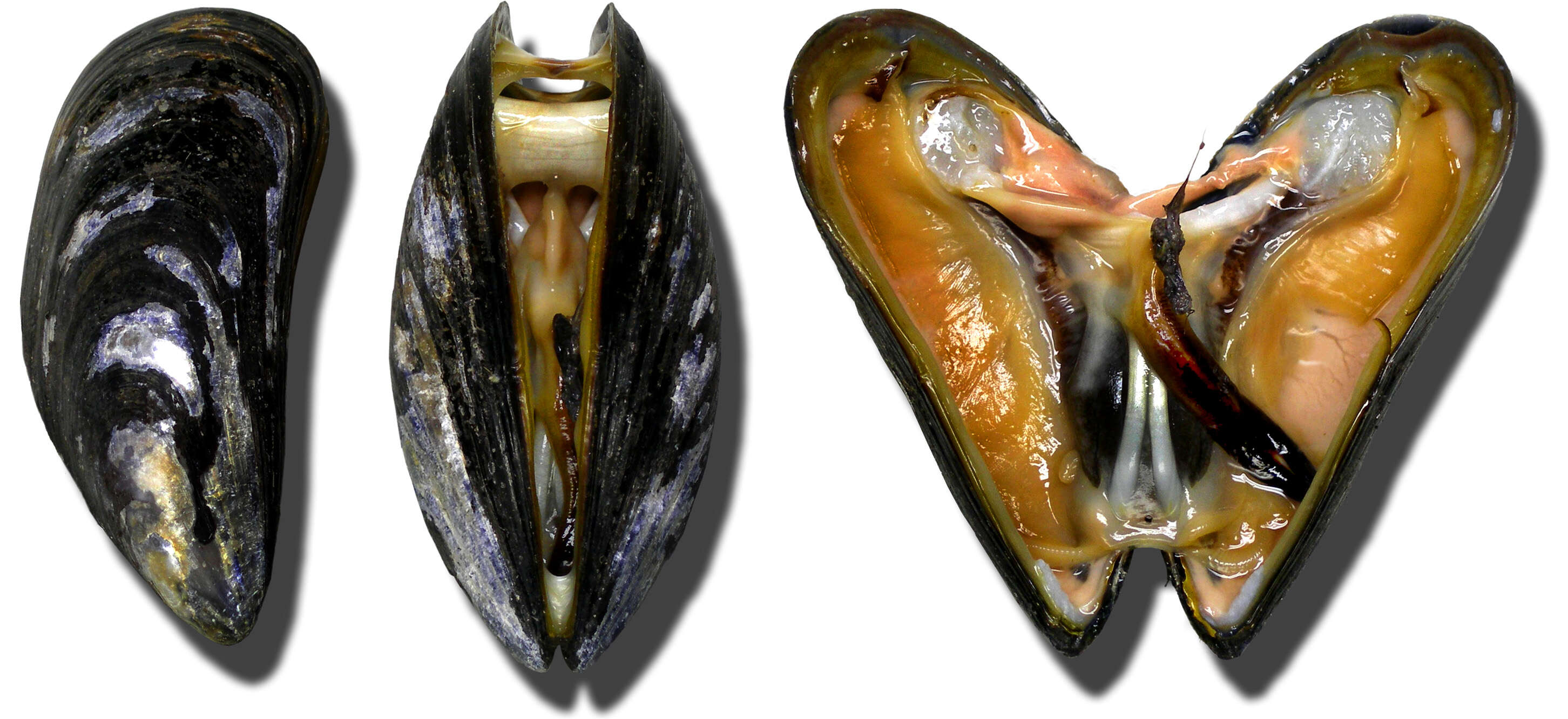 Image of Blue mussel