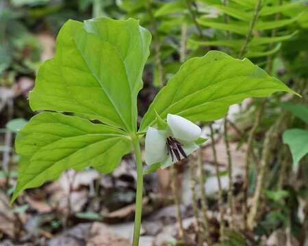 Image de Trillium rugelii Rendle