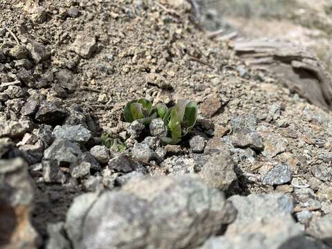 Image of Davis' milkweed