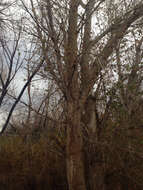 Image of Fremont cottonwood