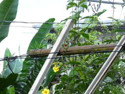 Image of Jamaican Tody