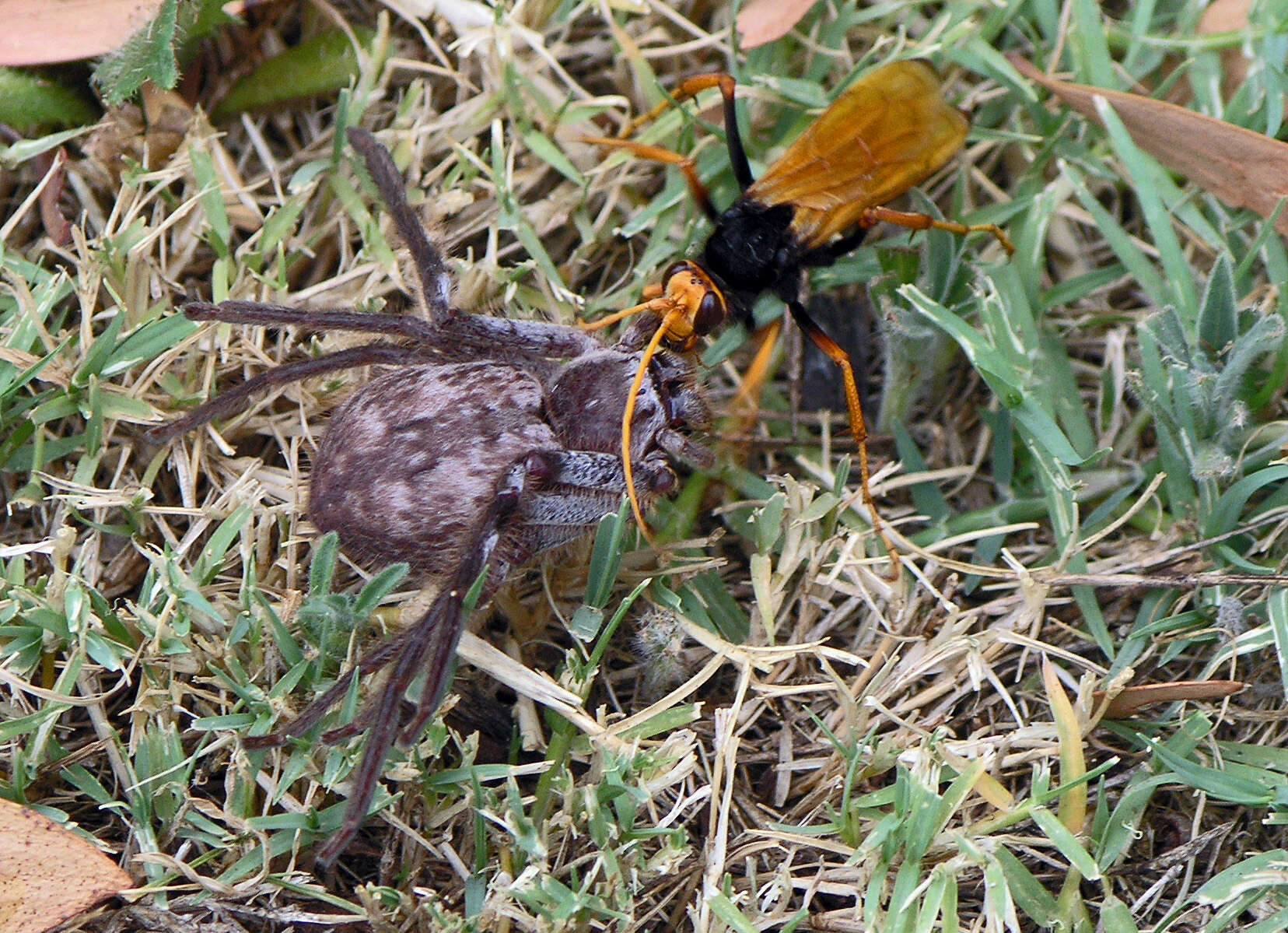 Image of Cryptocheilus octomaculatus (Rossi 1790)