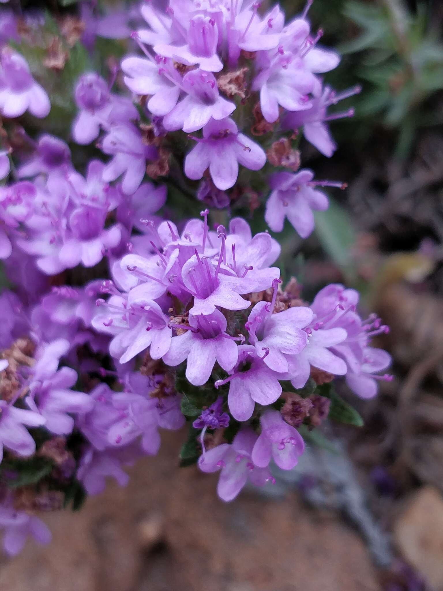 Image of Thymus villosus L.