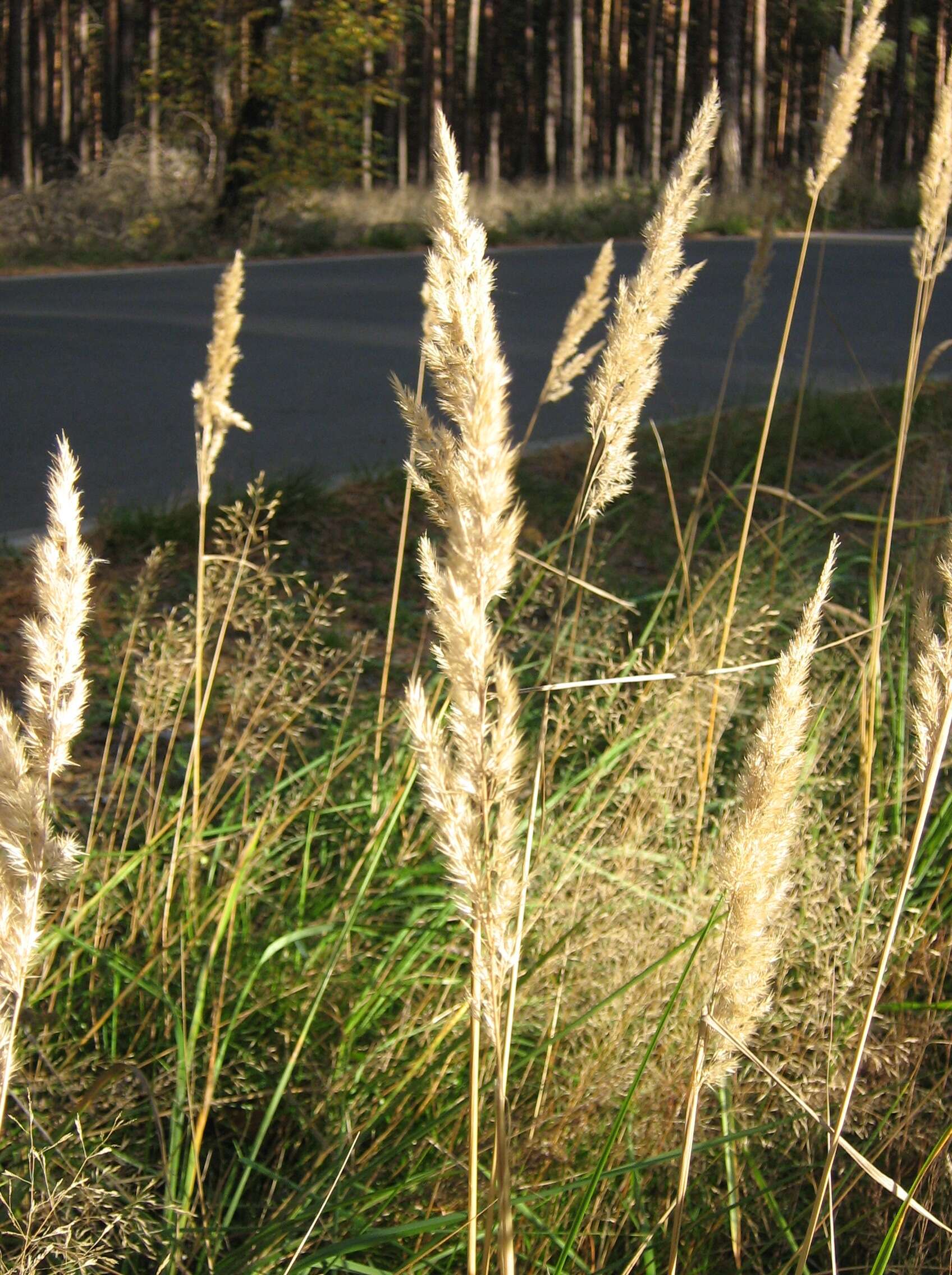 Imagem de Calamagrostis epigejos (L.) Roth