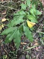 Image of buckthorn bully