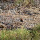 Image of White-quilled Rock Pigeon