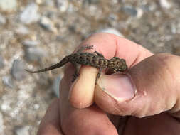 Image of Peninsula Leaf-toed Gecko