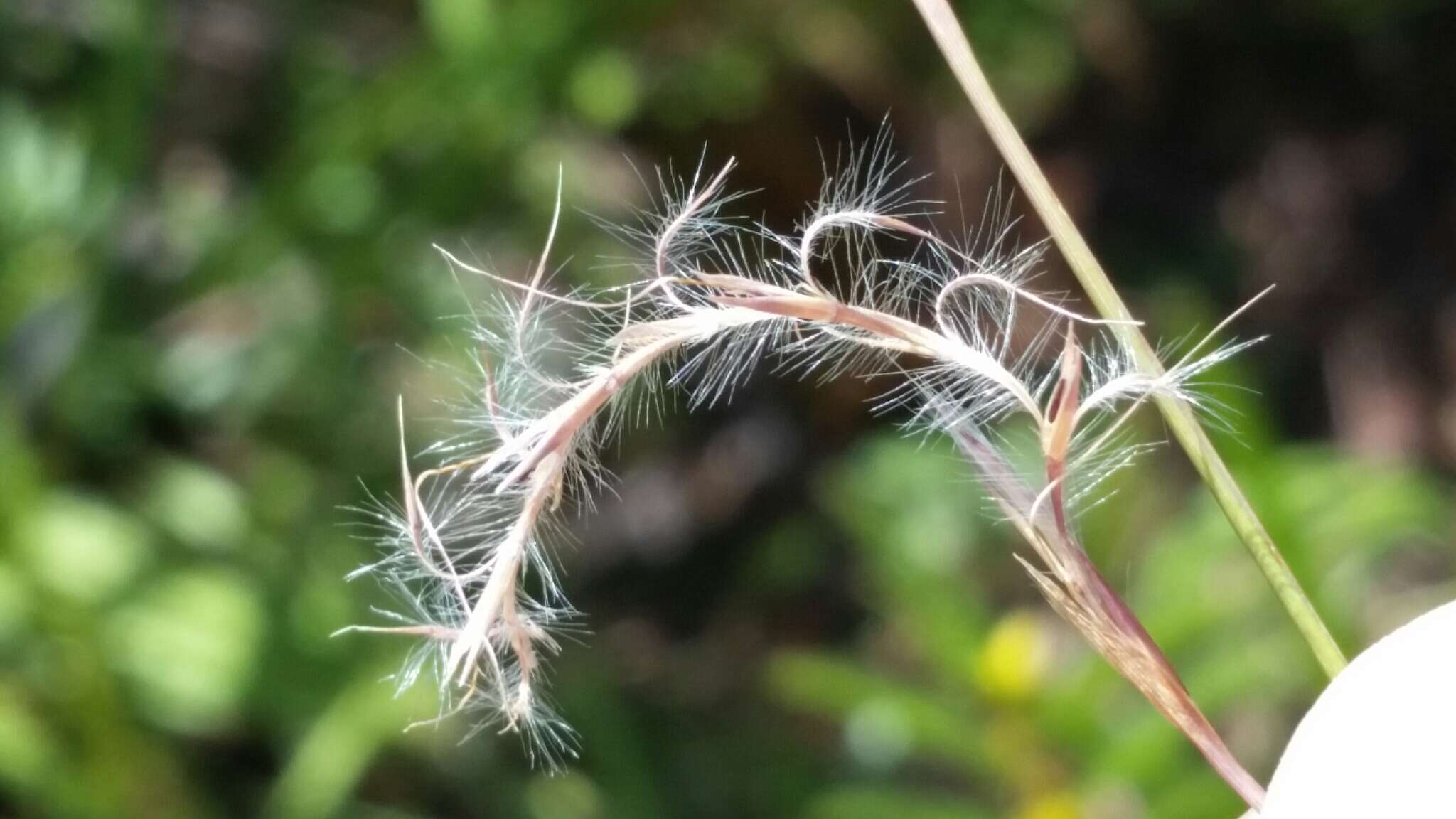 Imagem de Schizachyrium stoloniferum Nash