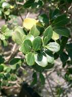 Image of holly osmanthus