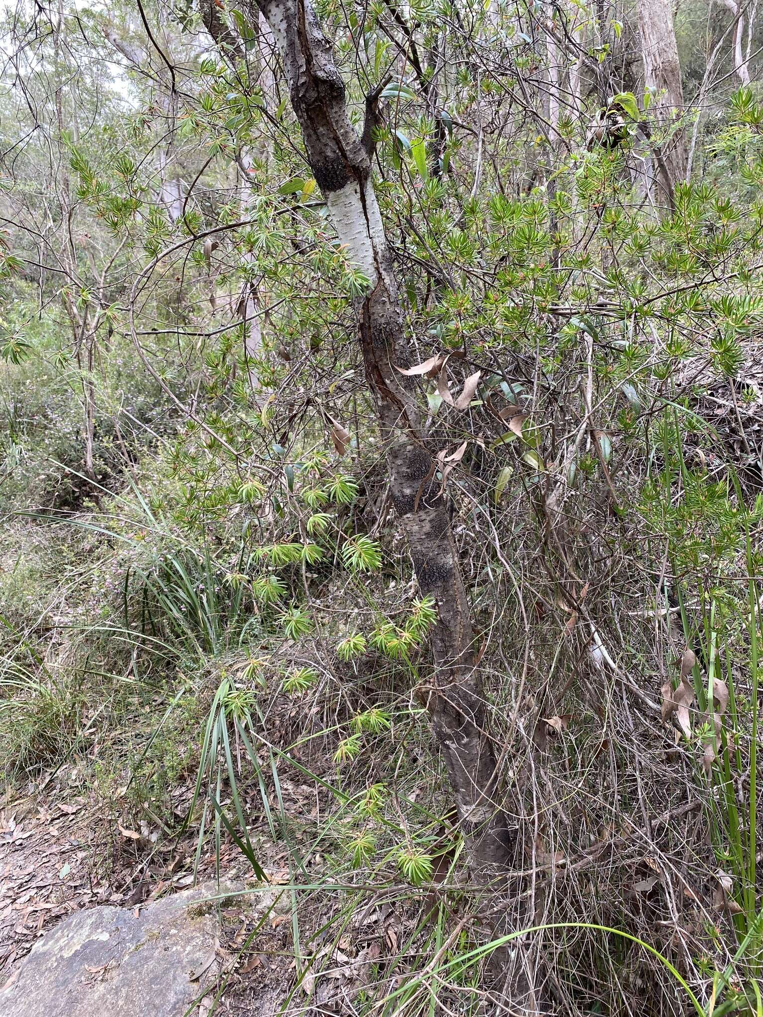 Image of Darwinia procera B. G. Briggs