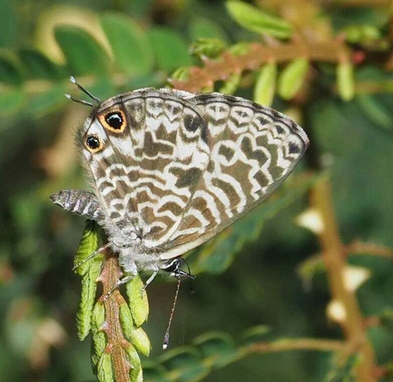 Image of Leptotes rabenafer (Mabille 1877)