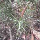 Image de Hakea lissosperma R. Br.