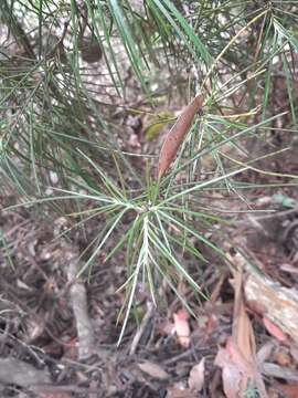 Image de Hakea lissosperma R. Br.