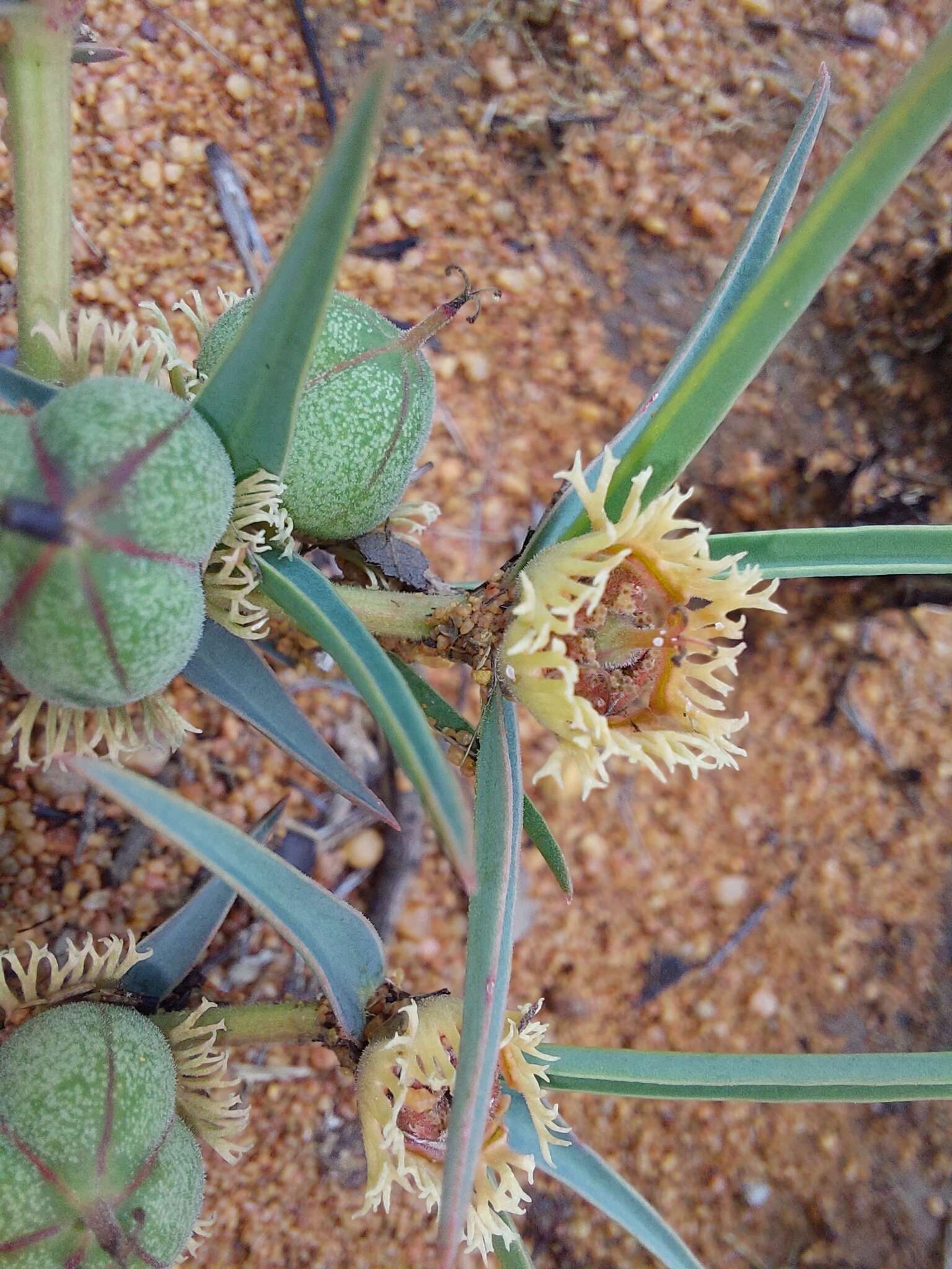 Image of Euphorbia trichadenia Pax