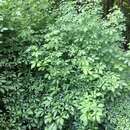 Image of Fiveleaf aralia