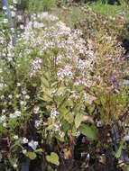 Image of white wood aster