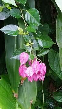 Bougainvillea spectabilis Willd. resmi