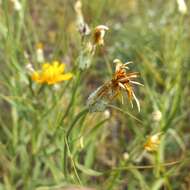 Plancia ëd Gelasia ensifolia