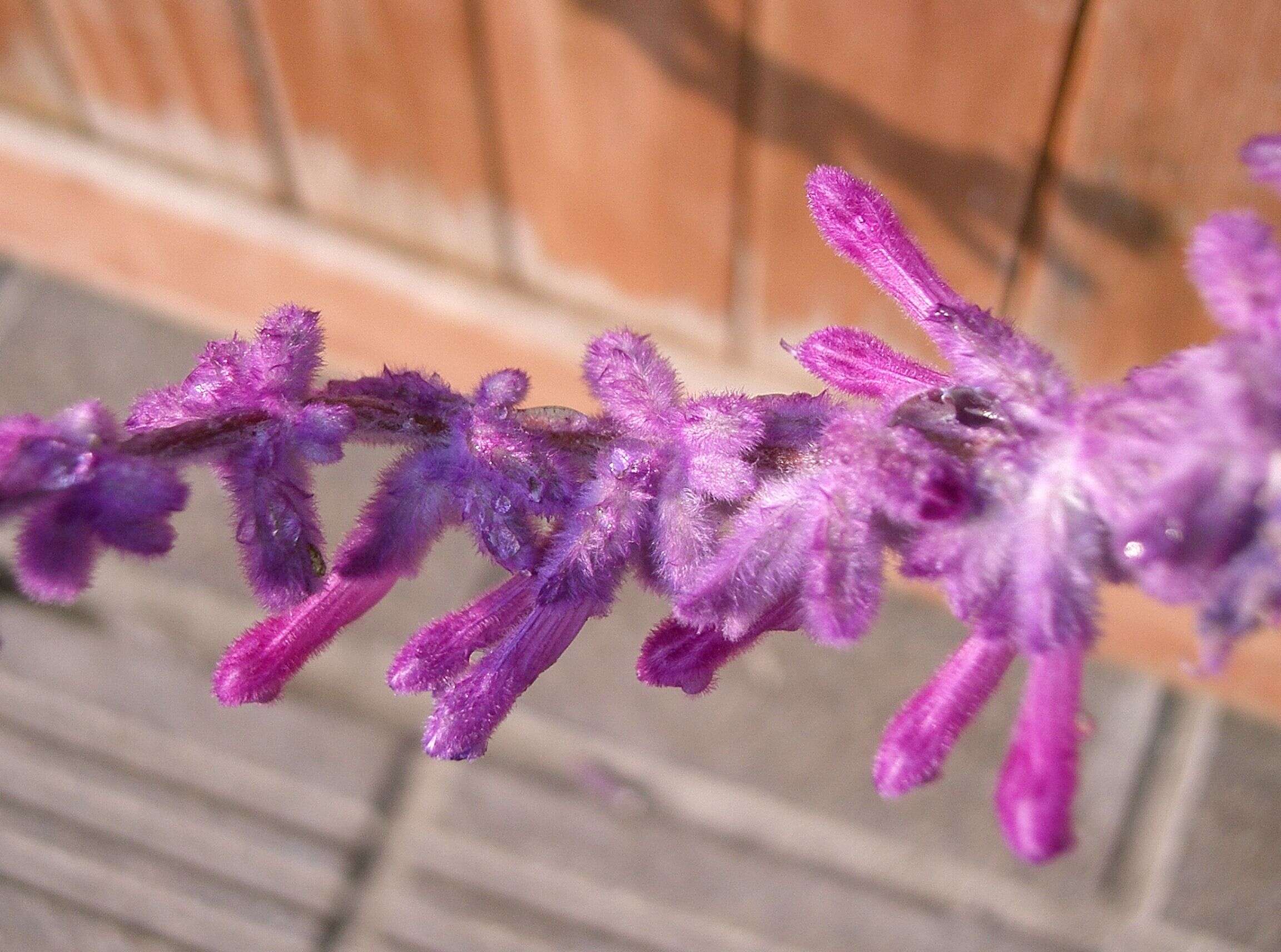 Imagem de Salvia leucantha Cav.