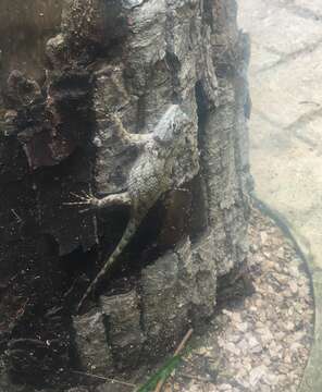 Image of Lundell's Spiny Lizard