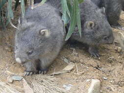 Image of Bare-nosed Wombats