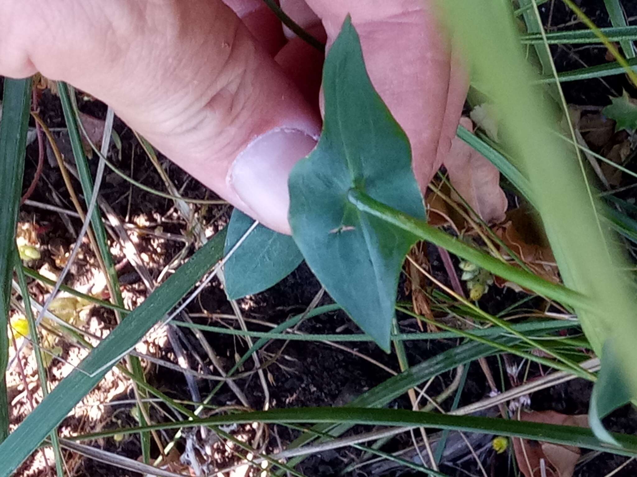 Image of Blackstonia grandiflora (Viv.) Pau