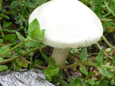 Image of Agrocybe molesta (Lasch) Singer 1978