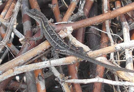 Image of Grass Anole