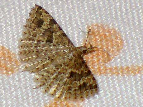 Image of Many-plume Moths