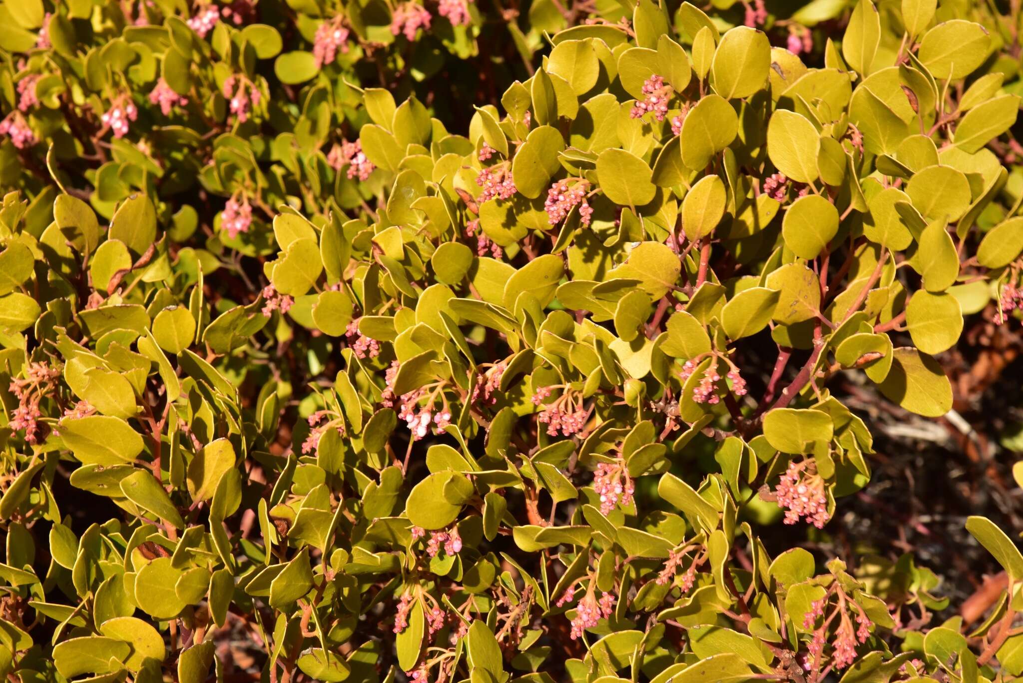 Imagem de Arctostaphylos patula subsp. patula