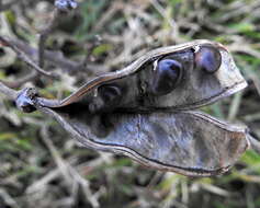 Image of Virgilia oroboides subsp. ferruginea B.-E. van Wyk