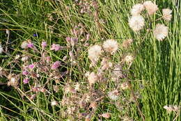 Image of Senecio purpureus L.