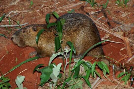 Image of River Rats