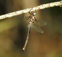 Image of Texas Emerald