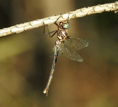 Image of Texas Emerald