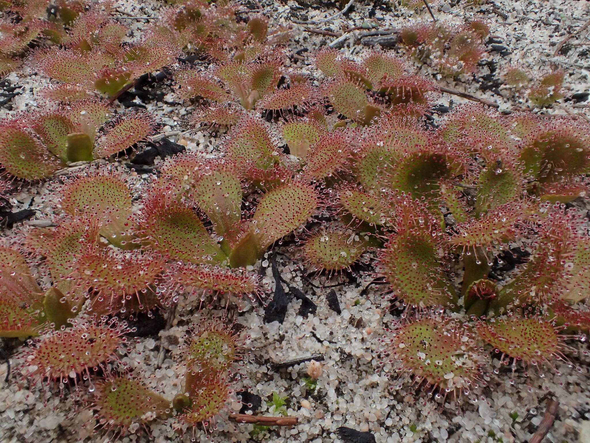 Image of Drosera aberrans (Lowrie & Carlquist) Lowrie & Conran