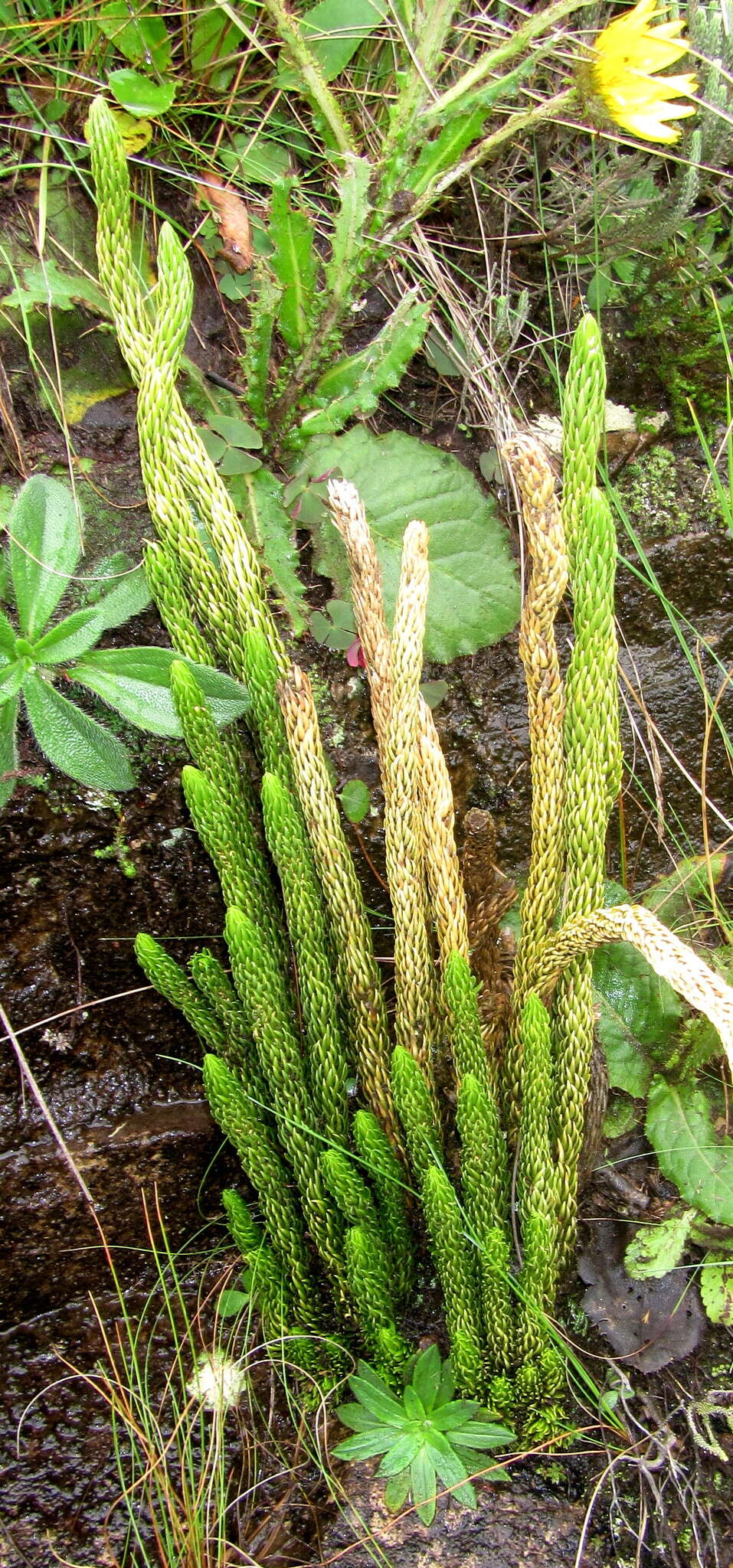 Image of Phlegmariurus saururus (Lam.) B. Øllg.