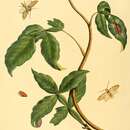 Image of Lophocampa citrina Sepp 1852