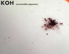 صورة Hypomontagnella submonticulosa