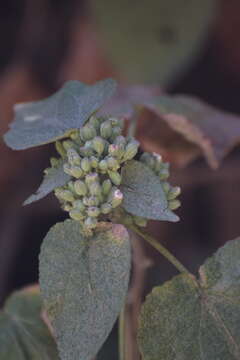 Image of Ageratina petiolaris (Mocino & Sesse ex DC.) R. King & H. Rob.