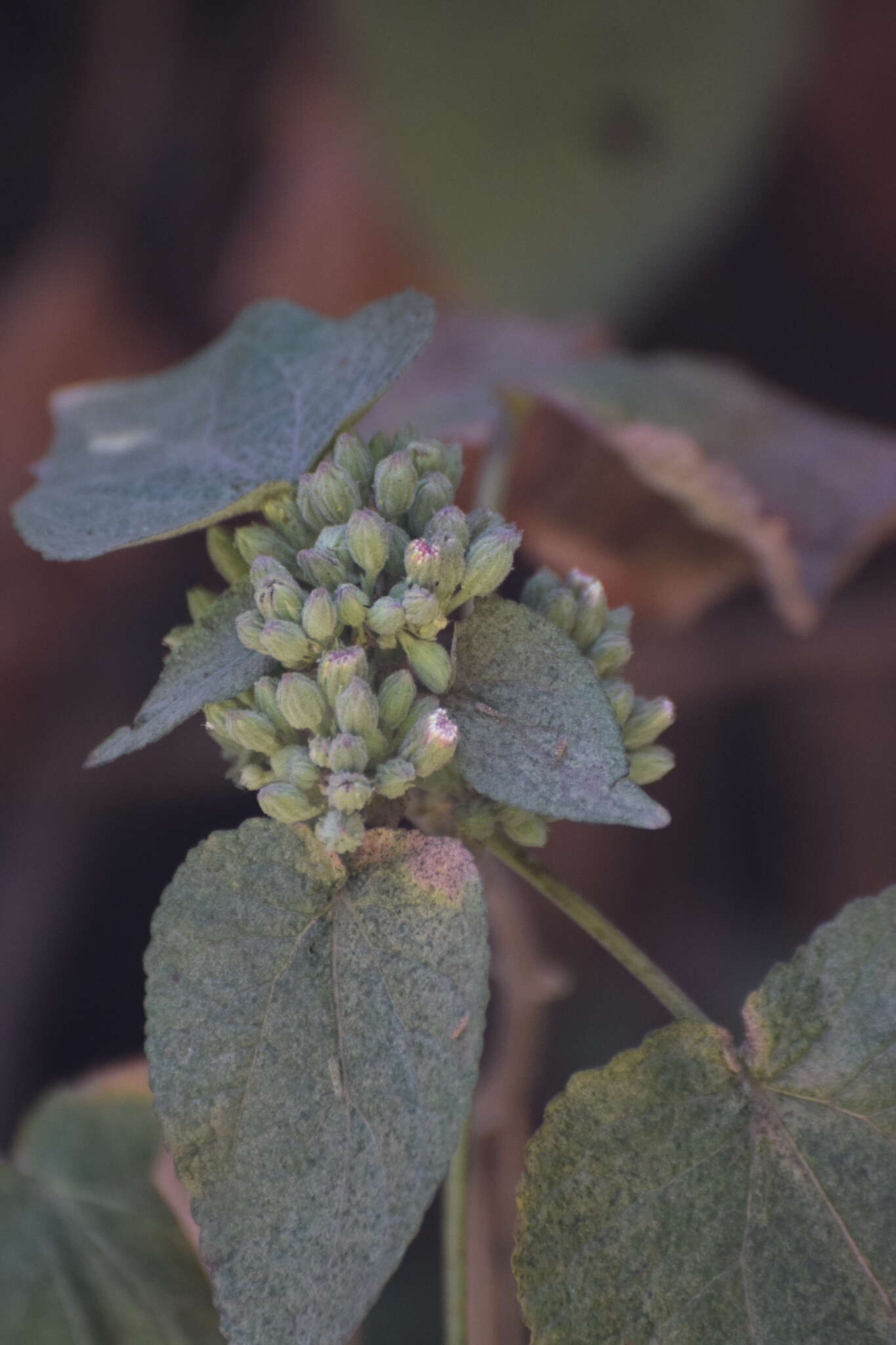 صورة Ageratina petiolaris (Mocino & Sesse ex DC.) R. King & H. Rob.