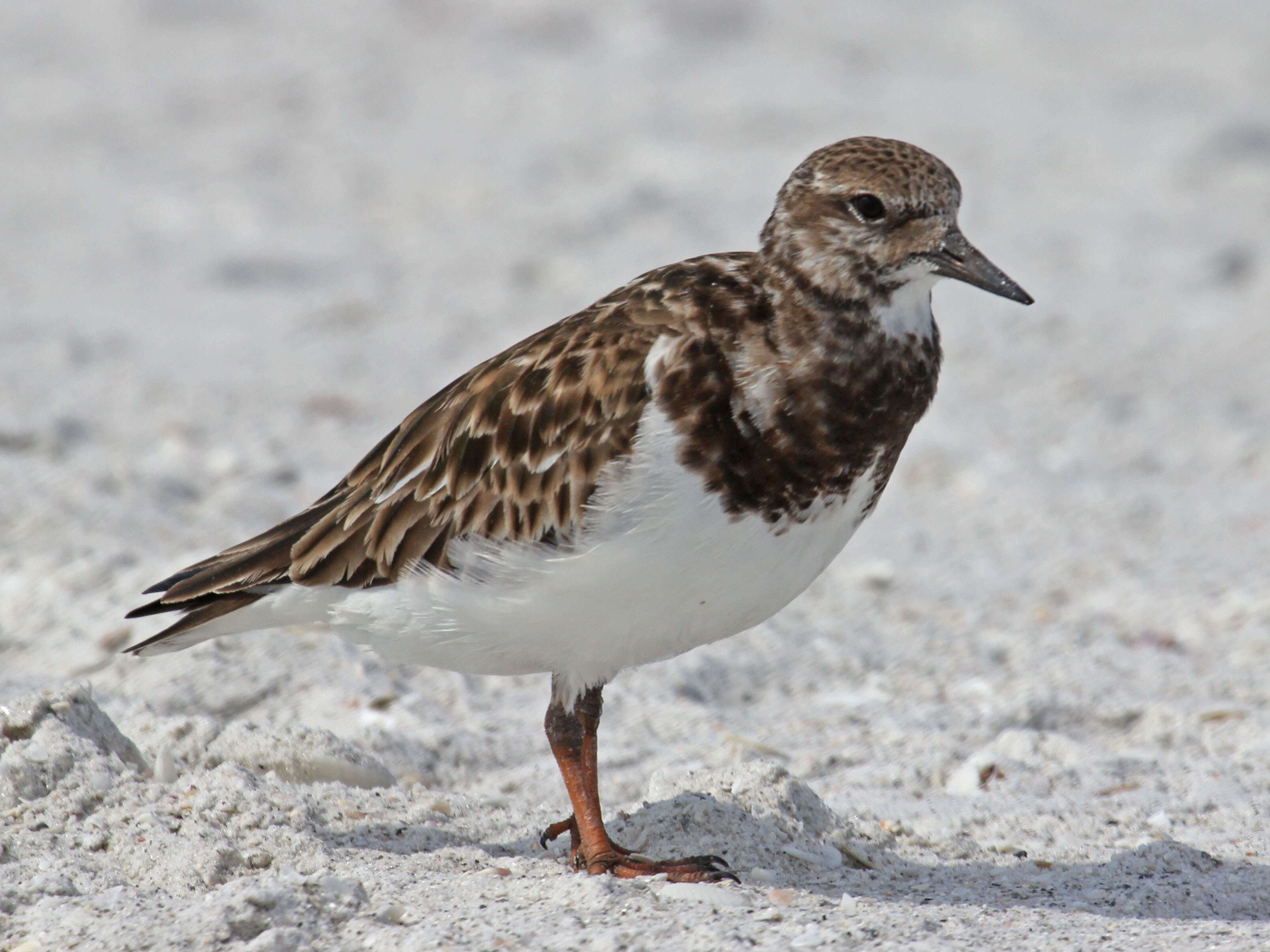 Image of Ruddy Turnstone