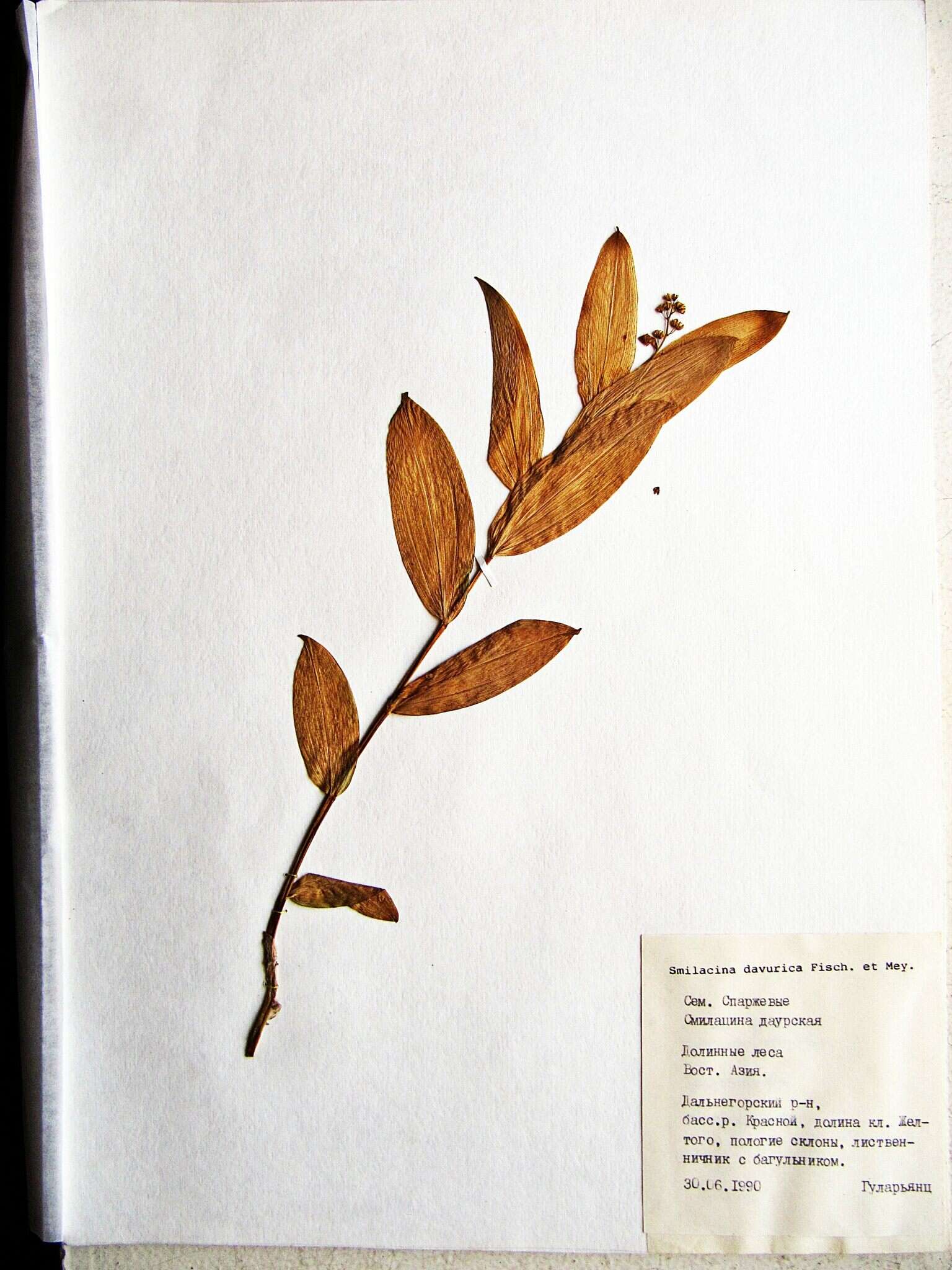 Image of Maianthemum dahuricum (Turcz. ex Fisch. & C. A. Mey.) La Frankie