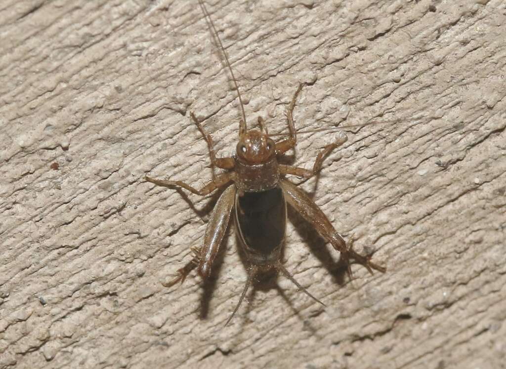 Image of Mormon Ground Cricket