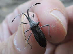 Image of Euphorbia Bug