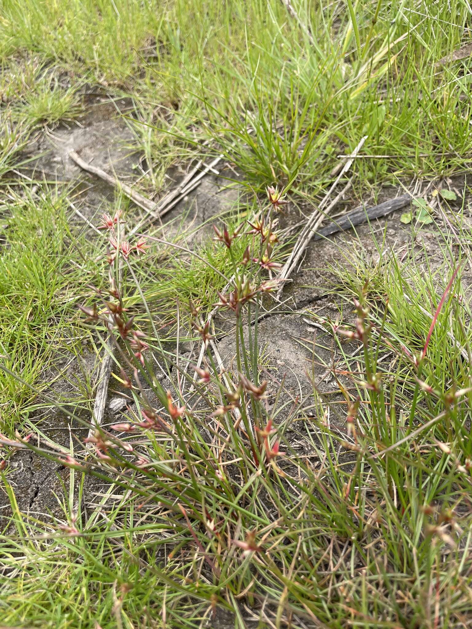 Juncus prismatocarpus R. Br. resmi