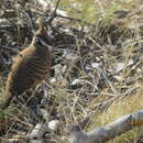 Image of Spinifex Pigeon