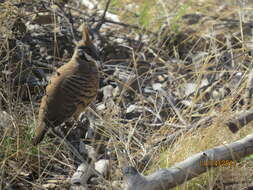 Image of Spinifex Pigeon