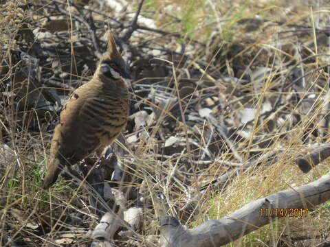 Imagem de Geophaps plumifera Gould 1842