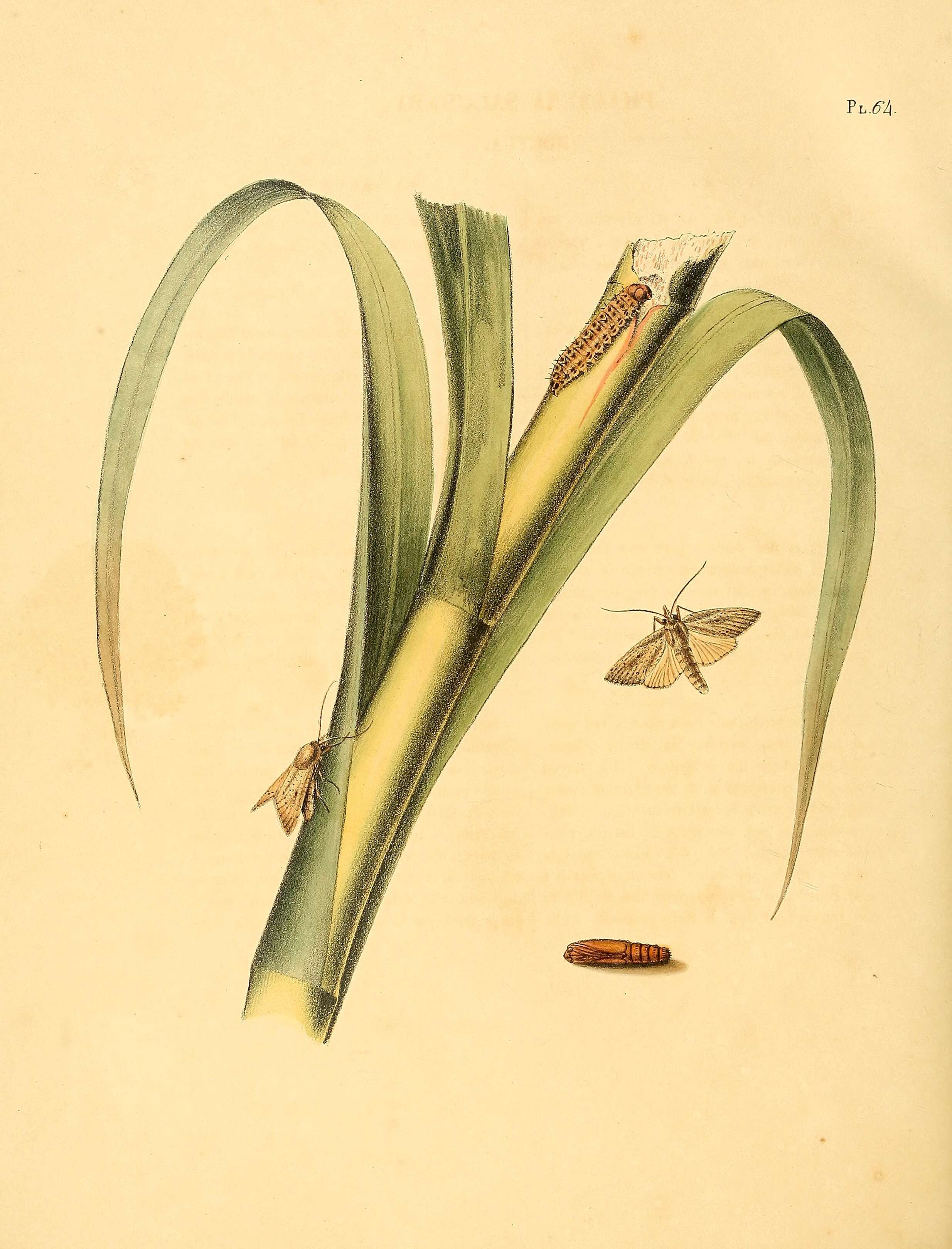 Image de Diatraea saccharalis Fabricius